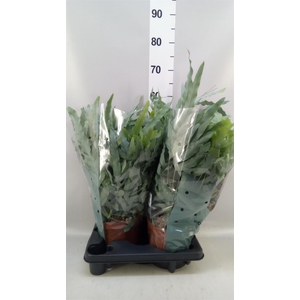 Phlebodium aureum 'Blue Star'