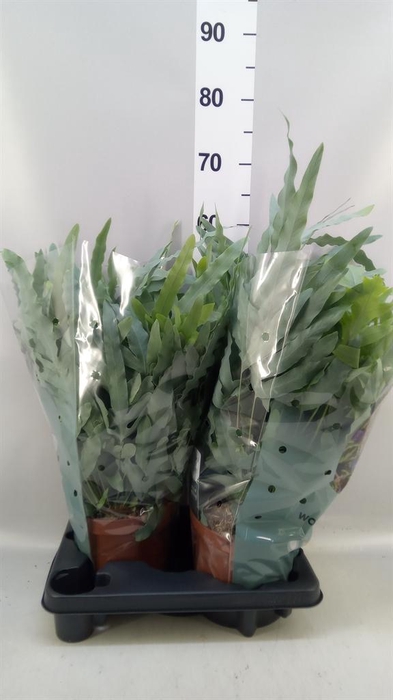 <h4>Phlebodium aureum 'Blue Star'</h4>