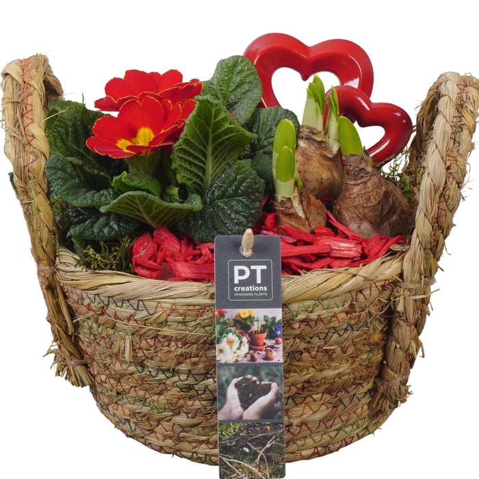 <h4>PTVO3631 Arrangement Valentine Outdoor in rieten mand</h4>