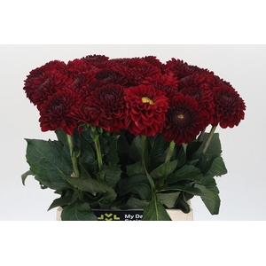 Dahlia Red Fox