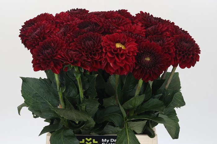<h4>Dahlia Red Fox</h4>