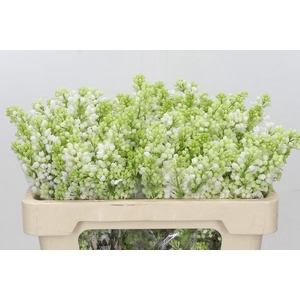 Syringa Vulg Madame Florent Stepman