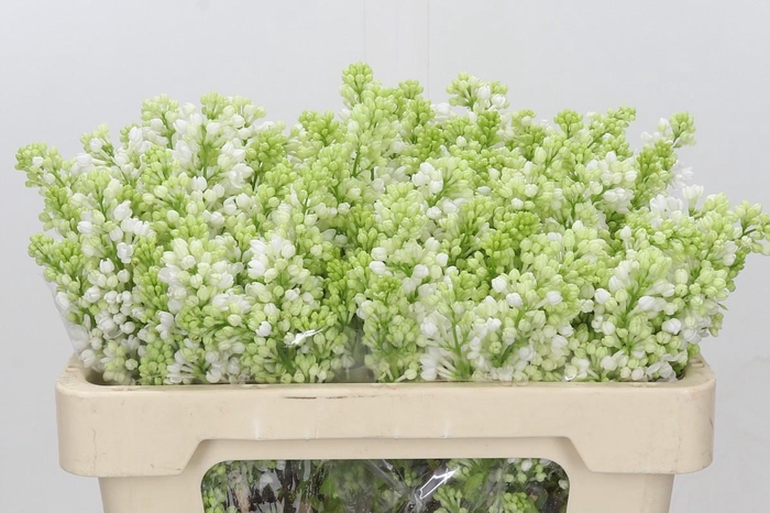 <h4>Syringa Vulg Madame Florent Stepman</h4>