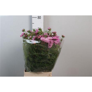 Cosmos Bipin Pink