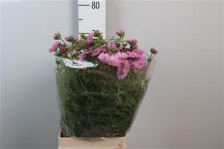 <h4>Cosmos Bipin Pink</h4>