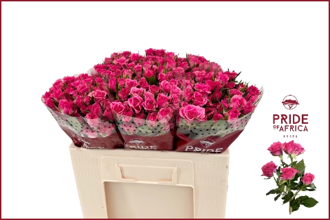 <h4>Rosa spray lianne</h4>