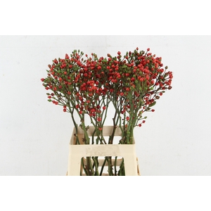 ROSA BELLS HIPHOP 070CM