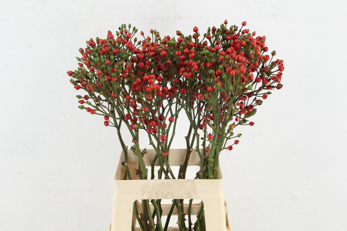 <h4>ROSA BELLS HIPHOP 070CM</h4>