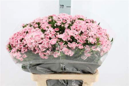 <h4>Di Barb Lindo Licht Roze 60 Cm</h4>