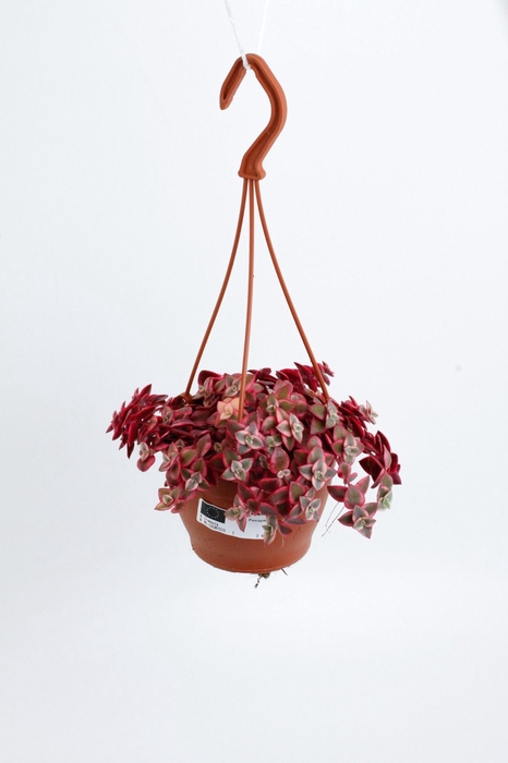 <h4>Crassula Marginalis</h4>