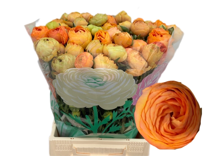 <h4>RAN AAZUR PEACH</h4>