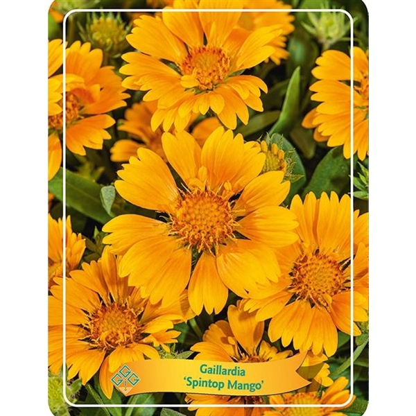 <h4>Gaillardia aristata 'Spintop Mango' P11</h4>