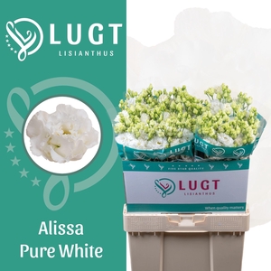 LIS G ALISSA PURE WHITE