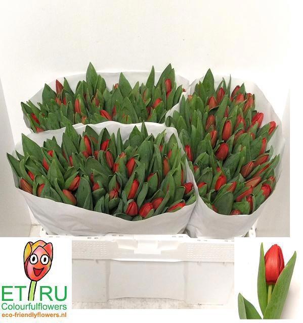 <h4>TU EN ESCAPE</h4>