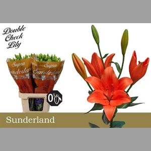 Li La Sunderland
