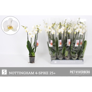 PHAL AN NOTTINGHAM