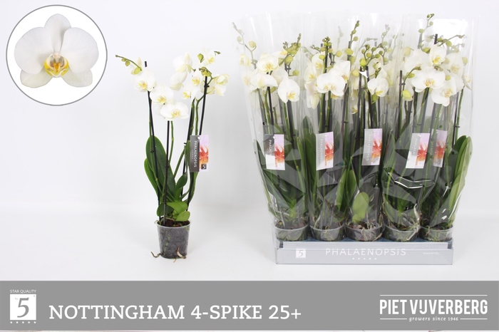 <h4>PHAL AN NOTTINGHAM</h4>