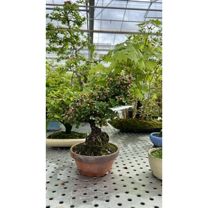 Cotoneaster horizontalis, 13cm.