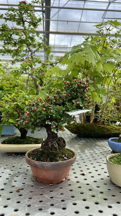 <h4>Cotoneaster horizontalis, 13cm.</h4>