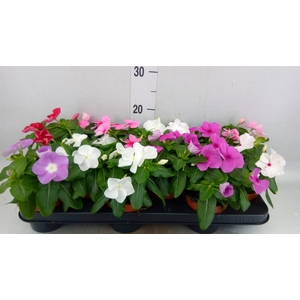 Catharanthus ros.   ...mix