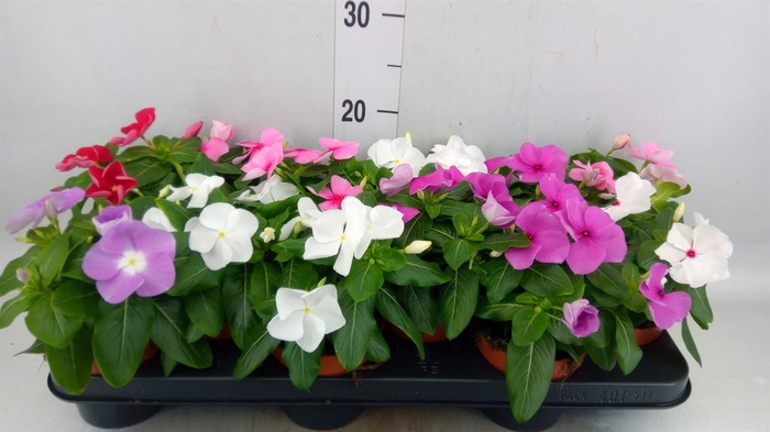 <h4>Catharanthus ros.   ...mix</h4>