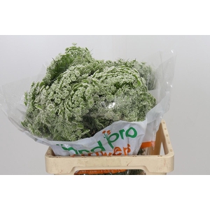 Ammi Visnaga