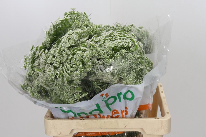 <h4>Ammi Visnaga</h4>
