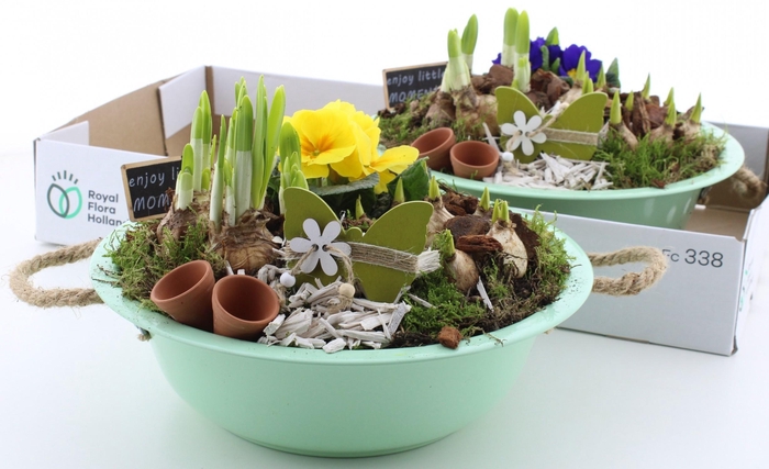 <h4>ARR PL IN SCHAAL</h4>