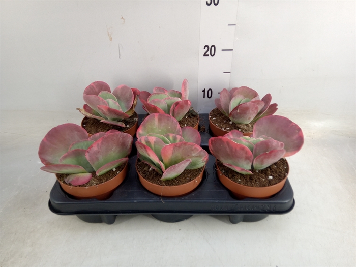 <h4>Kalanchoe NF thyrsiflora 'Red Lips'</h4>