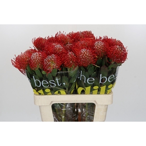 Nutans Ayoba Red