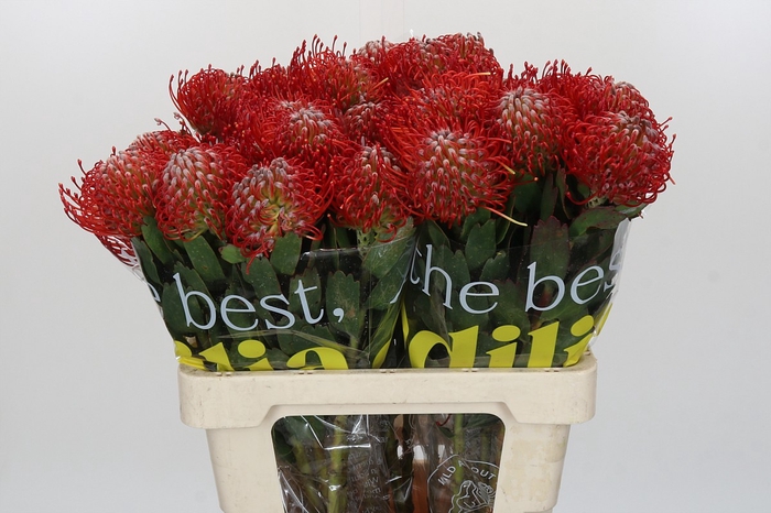 Nutans Ayoba Red