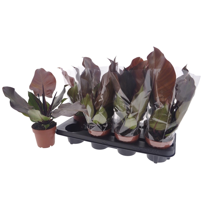 <h4>Philodendron Sunlight 12Ø 35cm</h4>