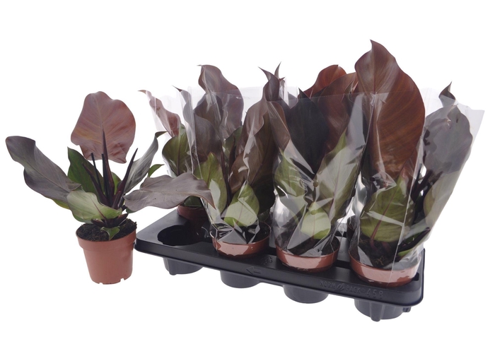 Philodendron Sunlight 12Ø 35cm