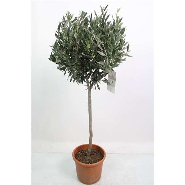 <h4>Olea Europaea Stem - 1241</h4>