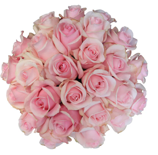 <h4>R GR TITANIC</h4>