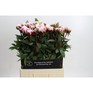 Paeonia Reine Hortense Xxl