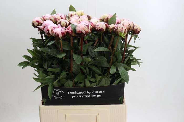 <h4>Paeonia Reine Hortense Xxl</h4>
