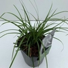 Carex 'Evergreen'