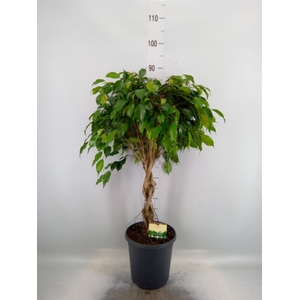 Ficus benja. 'Danielle'