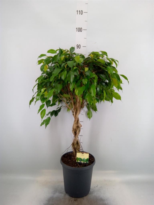 <h4>Ficus benja. 'Danielle'</h4>
