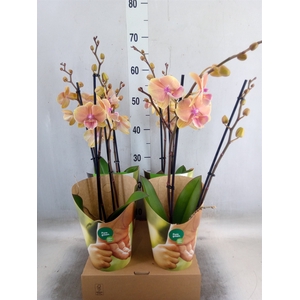 Phalaenopsis   ...orange