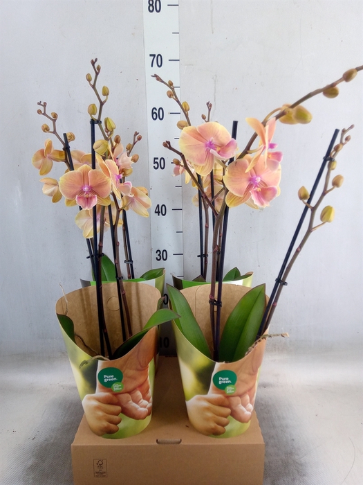<h4>Phalaenopsis   ...orange</h4>