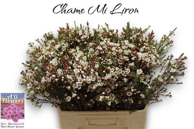 <h4>CHAME MI LIRON</h4>