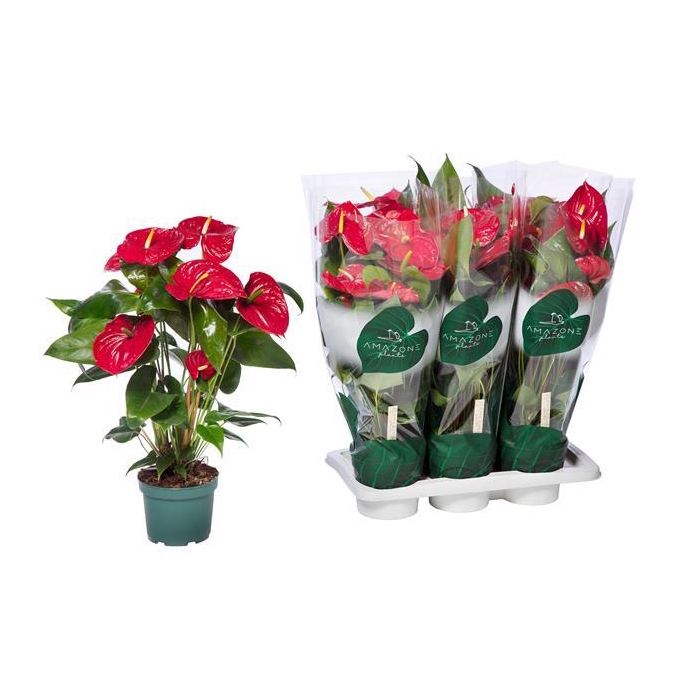 <h4>ANTHU AN NEVADA</h4>