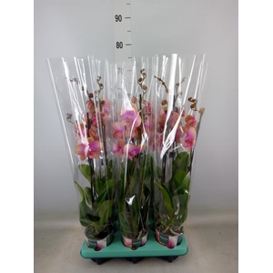 Phalaenopsis   ...