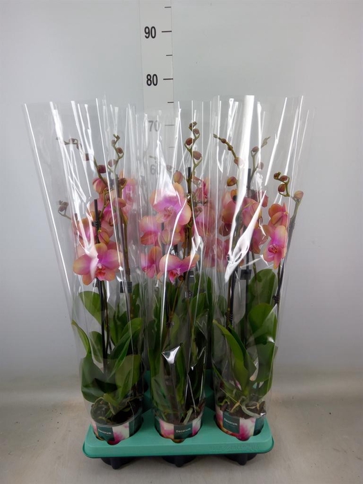 <h4>Phalaenopsis ...</h4>