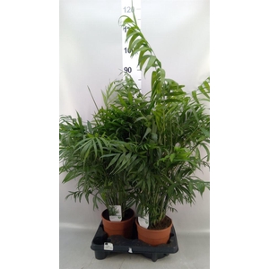 Chamaedorea elegans