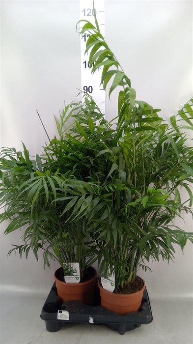 <h4>Chamaedorea elegans</h4>
