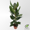 Ficus Ov Benghalensis Joy