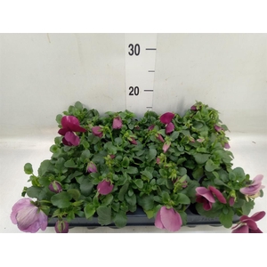 Viola wr. 'Delta Rose Surprise'